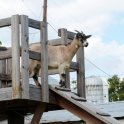 Goat Tree House